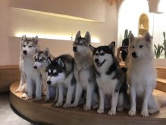 -Husky Go! 哈士奇体验馆·宠物咖啡厅狗咖