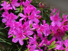 -南宁良凤江国家森林公园