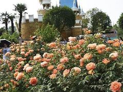 -都江堰玫瑰花溪谷