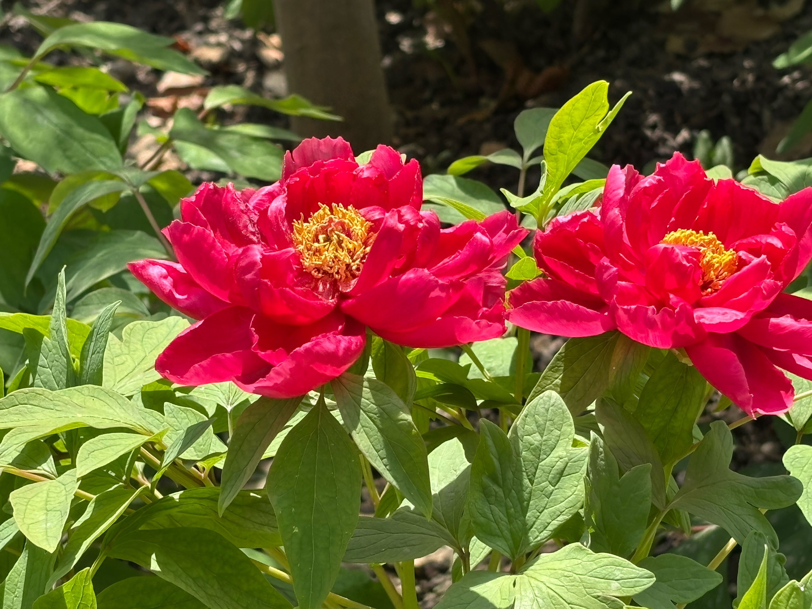 漕溪公园牡丹花展