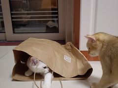 -lincat·猫舍(广州店)