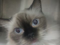 -佳雯宠物医院·皮肤科·内外科(春晓路分院)