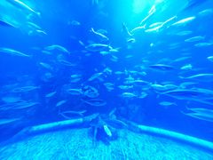 -太平洋海底世界