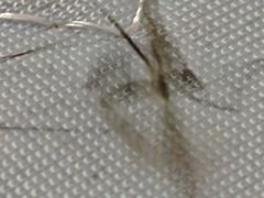 -重庆市奥林匹克体育中心-游泳跳水馆