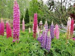 -合肥滨湖国家森林公园