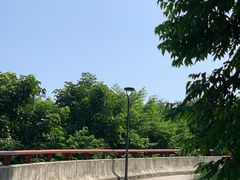 -王借岗森林公园