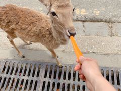 -常州淹城野生动物世界