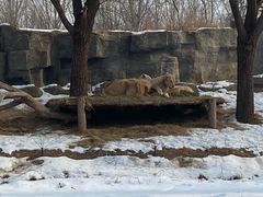 -北京野生动物园