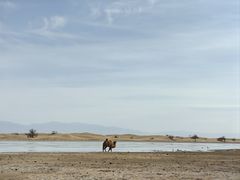 -国强手抓(西夏区店)