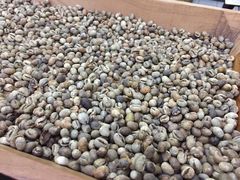 -巴厘岛黄金金兔咖啡工厂