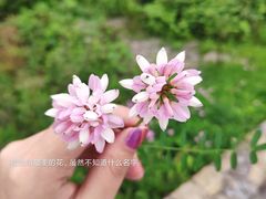 -武陵山森林公园