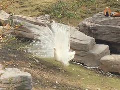 -泉州海丝野生动物世界