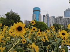 -万绿园