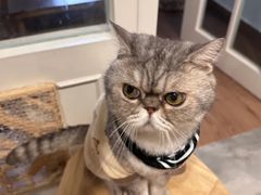 -楼上猫咖(罗湖店)