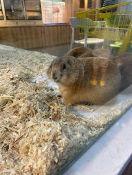 -Moni星球萌宠·小马宝莉·灵蛇·高端高阶全萌宠互动体验俱乐部(红豆国际广场店)