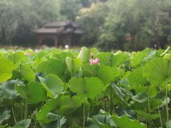 -莲湖公园