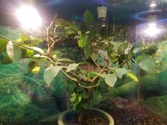 -上海大自然野生昆虫馆(东方明珠·爬宠昆虫探索中心)