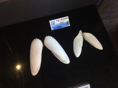 -贝壳梦幻世界