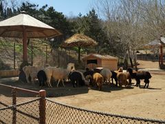 -大连森林动物园