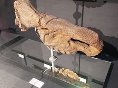 -北京周口店北京人遗址博物馆