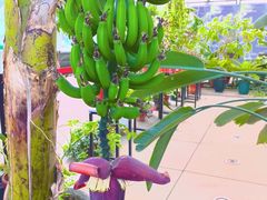 -北京植物园-展览温室