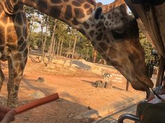 -清迈夜间动物园