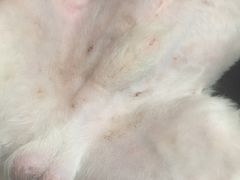 -瑞派·关忠动物医院·猫专科·犬专科(三环新城店)