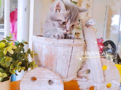 -十年猫舍·猫咪专门店(普陀店)