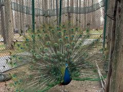 -黄海国家森林公园