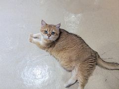 -藏猫猫咖啡主题馆(中央大道店)