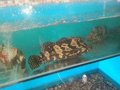 -港畔赶海蒸汽海鲜烧烤自助(仙螺岛店)