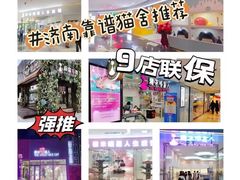 -糯米喵星人总部直营旗舰店·猫舍·幼猫出售