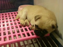 -1013 PET SHOP 宠物商店(近铁城市广场店)