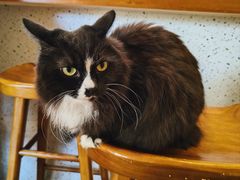 -有猫主题·治愈系猫咖(曾厝垵店)