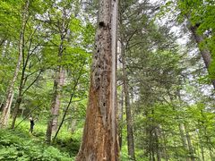 -五营红松林海景区