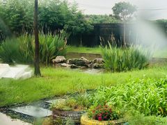 -南汇新场正宗水蜜桃采摘