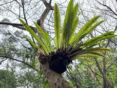 -深圳仙湖植物园