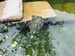 -乌村
