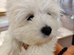 -翊宠yipet猫狗购宠庄园犬舍•猫舍