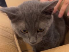 -伟伟宠物医院·CT影像中心·瑞派犬猫综合性门诊(汉口总院)