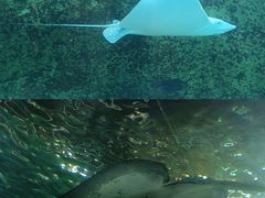-悉尼海洋生物水族馆