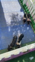 -萌宠亲子动物乐园(槐房万达店)