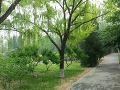 -玲珑塔公园