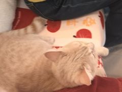 -IYO矮哟猫主题休闲馆·猫咖(南山店)