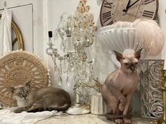 -共舞时光猫咖·狗咖(新街口店)
