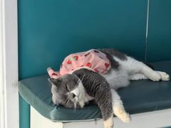-乖乖宠物医院·猫科·急重症中心(车站北路分院)