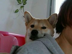 -波姐宠物家庭寄养