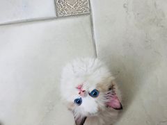 -momokira米努特·德文卷毛猫·棉花面纱犬