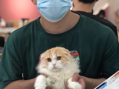 -喵园·猫主题咖啡厅·撸猫·猫咖(国贸店)