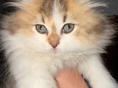 -瑞派名望24h动物医院异宠专科·猫专科·骨科·重症监护分院